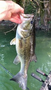 Largemouth Bass