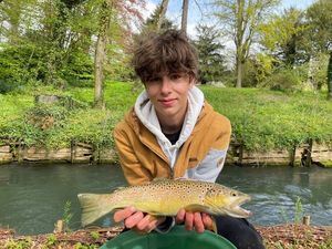 Brown Trout