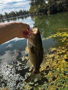 Largemouth Bass