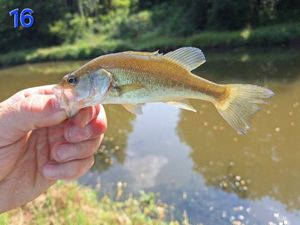 Largemouth Bass