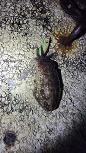 Common Cuttlefish