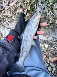 Brown Trout