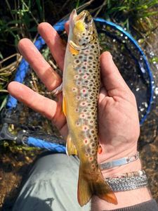 Brown Trout