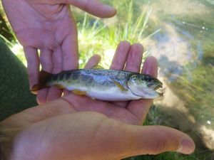 Atlantic Salmon (Juvenile)