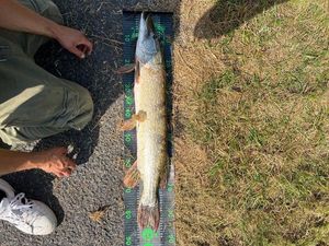 Northern Pike