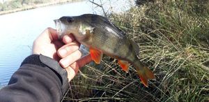 European Perch