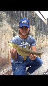 Barbel