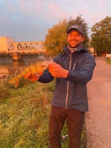 European Perch
