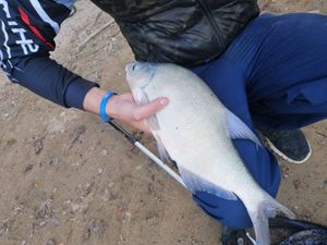 Common Bream