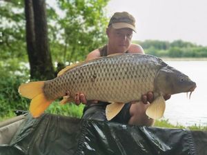 Common Carp