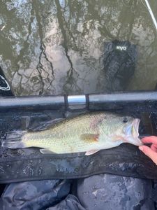 Largemouth Bass