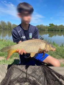 Common Carp
