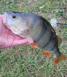 European Perch