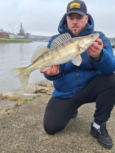 Zander