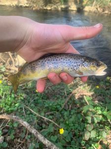 Brown Trout