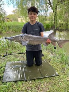 European Sturgeon
