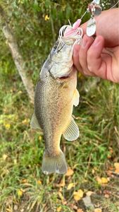 Largemouth Bass