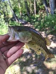 Largemouth Bass