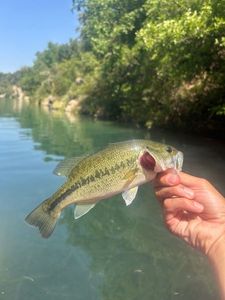 Largemouth Bass