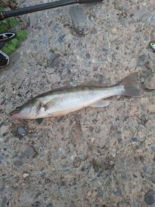 Zander