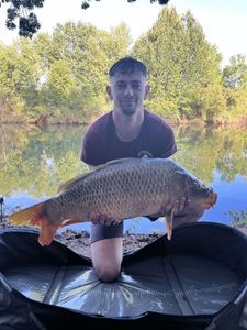 Common Carp