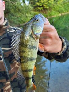 European Perch