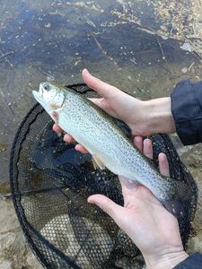 Rainbow Trout