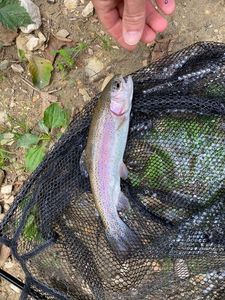 Rainbow Trout