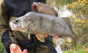 European Perch