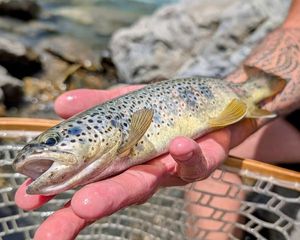 Brown Trout