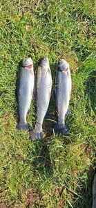 Rainbow Trout