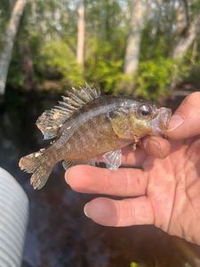 Warmouth