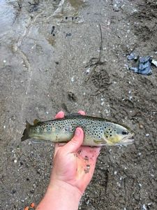 Brown Trout