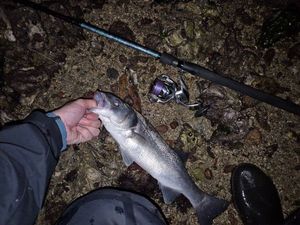 European Bass (Seabass)