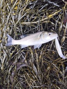 European Bass (Seabass)