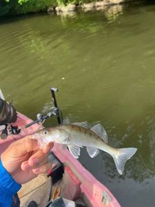 Zander