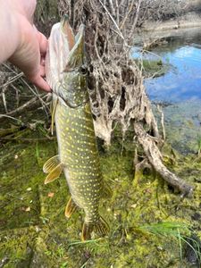 Northern Pike