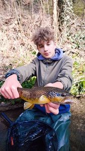 Brown Trout