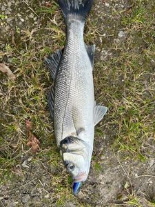 European Bass (Seabass)