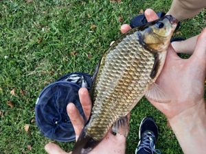 Crucian Carp