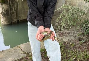 European Eel (Common Eel)