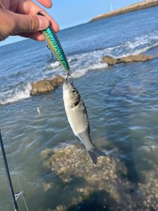 European Bass (Seabass)
