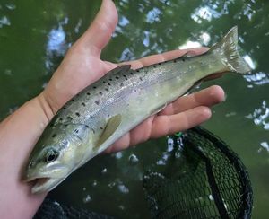 Brown Trout