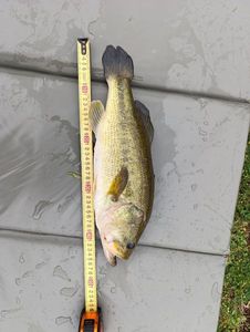 Largemouth Bass