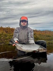 Sea Trout