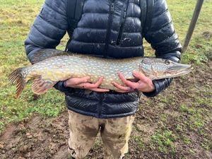 Northern Pike