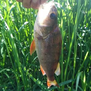 European Perch