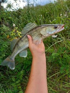 Zander