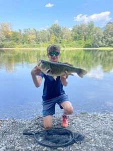 Largemouth Bass