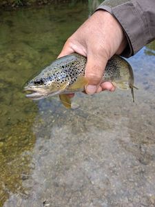 Brown Trout